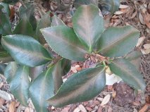q need some help figuring out what s wrong with my camellia bush, gardening, Camellia Leaf