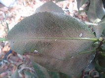 q need some help figuring out what s wrong with my camellia bush, gardening, Camellia Leaf