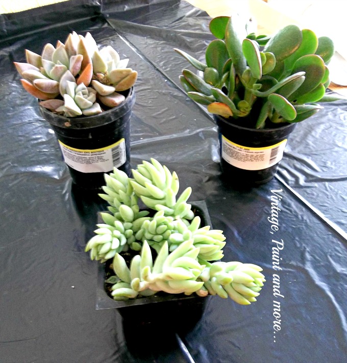 succulents in upcycled dollar store pots, flowers, gardening, succulents