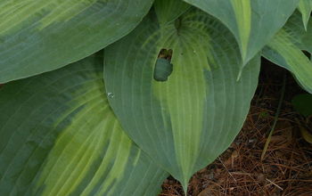 Holes In Hosta Leaves-It Might Not Be Who You Think!