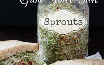 Grow Your Own Sprouts!