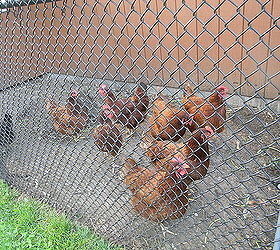 recently our home was on the 2012 garden tour enjoy some of the garden photos, flowers, gardening, outdoor living, pets animals, And Yes we have Chickens