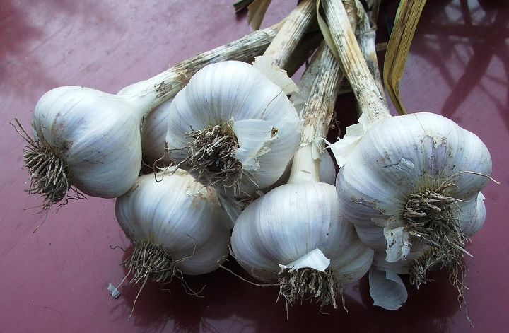 how to grow garlic, container gardening, flowers, gardening