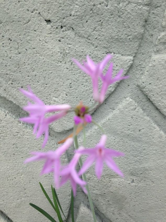 plant identification, gardening