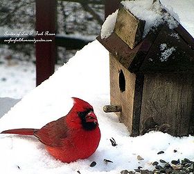 feed the birds, wildlife animals, Cardinal in the snow