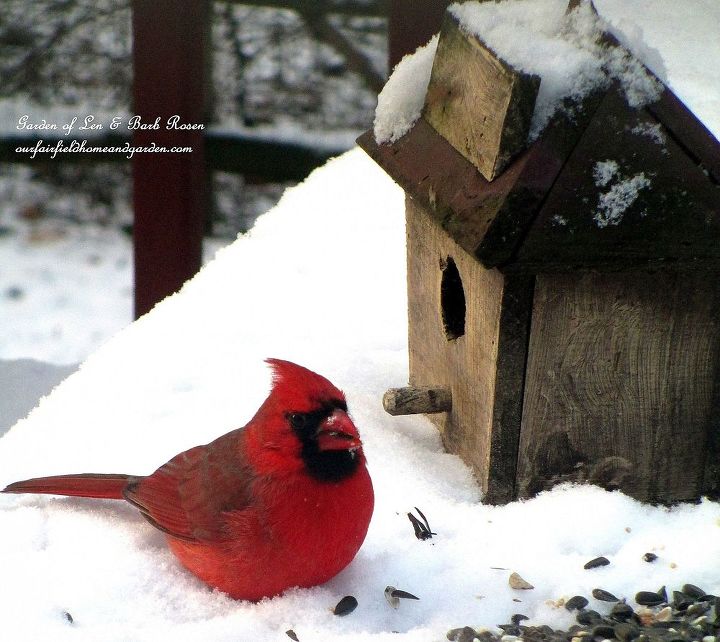 feed the birds, wildlife animals, Cardinal in the snow