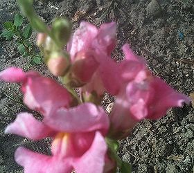 flowers in my gardens, flowers, gardening, This Snapdragon appeared out of nowhere in my vegetable garden last year