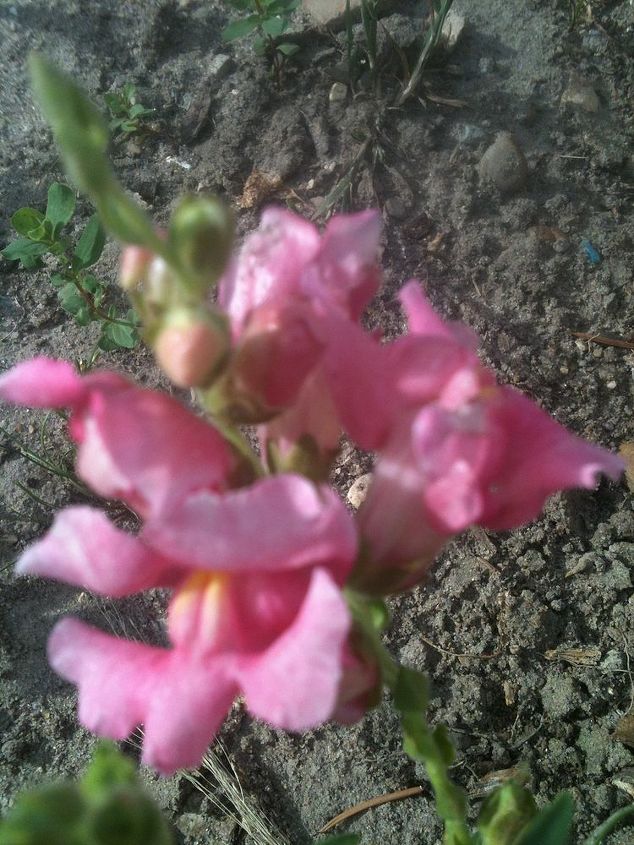 flowers in my gardens, flowers, gardening, This Snapdragon appeared out of nowhere in my vegetable garden last year