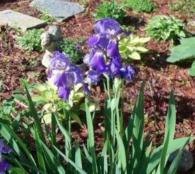 purple and yellow winners in the garden, flowers, gardening, raised garden beds, purple iris coming up faithfully a gift last year from a friend