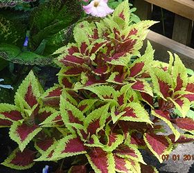 my yard flowers birds and awesome ideas, flowers, gardening, Coleus