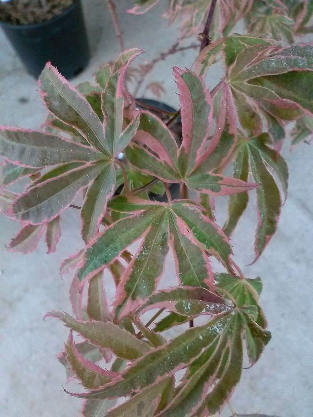 my love affair, Shirazz