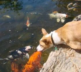 fish food it s not just for fish anymore, outdoor living, pets animals, ponds water features