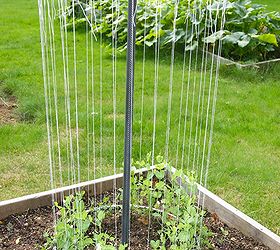 bicycle wheel trellis, gardening, repurposing upcycling, here is a photo from another blogger who made one from bike rims peas already growing