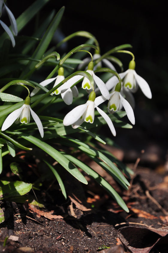 get an jumpstart on spring with small scale bulbs, flowers, gardening, Snowdrops are the first bulbs to bloom in my garden