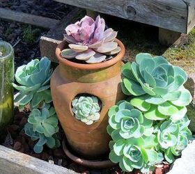 my spring garden, flowers, gardening, outdoor living, succulents, Hens chicks in a strawberry pot