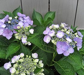 making the most of a small patio, flowers, gardening, hydrangea, outdoor living, repurposing upcycling, Lacecap hydrangea in bloom