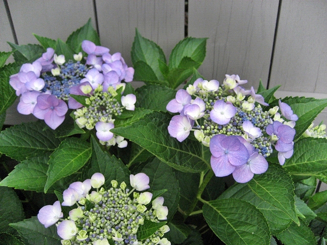 making the most of a small patio, flowers, gardening, hydrangea, outdoor living, repurposing upcycling, Lacecap hydrangea in bloom