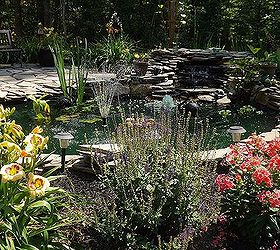 jane austin water flower gardens 6 26 13, flowers, gardening, outdoor living, ponds water features, Water works Water falls kit and liner I purchased at home depot a couple yrs ago 10x16 pond You need a larger liner Pond plants are Water Iris Water lily hyacinths Lily pads Zebra grass