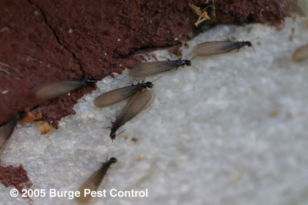 difference between termites and ants, pest control, reproductive termite swarmers