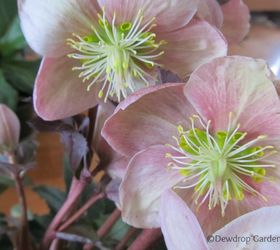 canada blooms and the home show, gardening, Helleborus this one came home with me