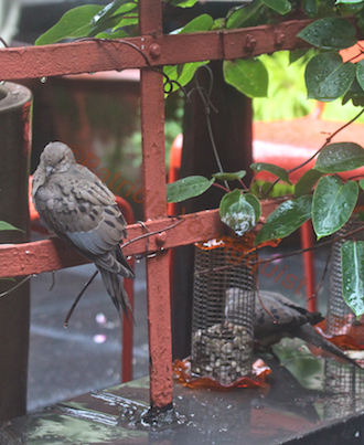 part 6 small peanut feeder back story of tllg s rain or shine feeder, outdoor living, pets animals, urban living, The feeders work well when they are not hanging but placed upon atop of a surface as seen with these mourning doves Mourning Dove Info AND