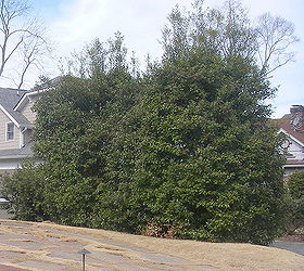 front yard landscape makeover curb appeal virginia highlands atlanta, curb appeal, flowers, gardening, landscape, perennial, BEFORE photo of holly hedge