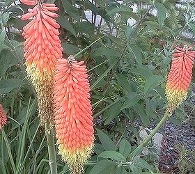 of children curiosity and creating a new generation of earth stewards, flowers, gardening, Red hot poker plant is a great shape and bright color for the summer children s garden