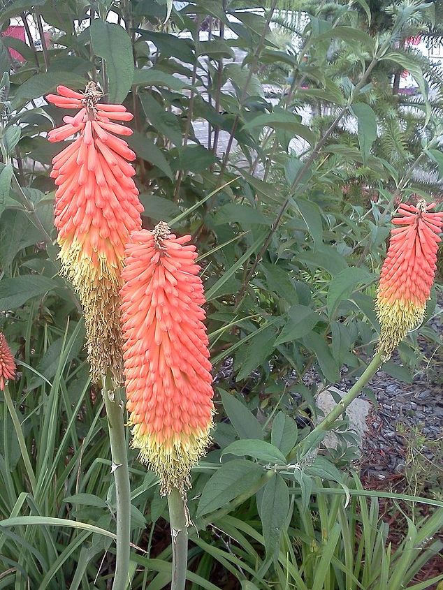 of children curiosity and creating a new generation of earth stewards, flowers, gardening, Red hot poker plant is a great shape and bright color for the summer children s garden