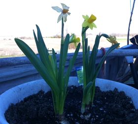 gardening, flowers, gardening, Tete Daffodils They all look so beautiful I had enough for several planters and they are all in bloom