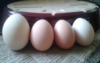Pullet Eggs