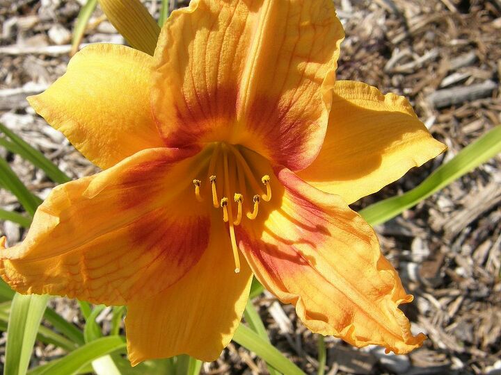some of our day lilys we grow at our homestead twelve oaks, flowers, gardening, Lily no 17