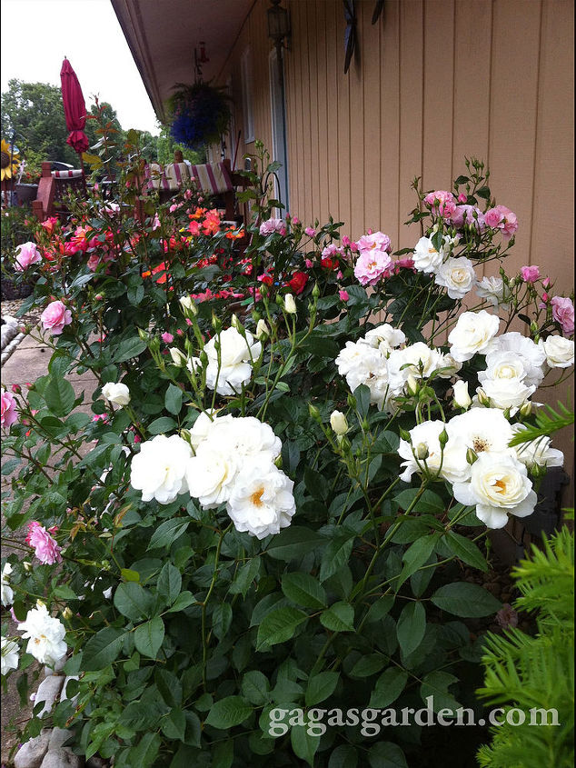 planning a wine and rose tour, container gardening, gardening, Iceberg view of the garden