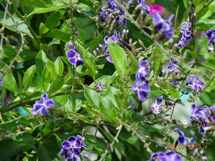 can you identify this plant, flowers, gardening, Trying to show the foliage and the bloom structures