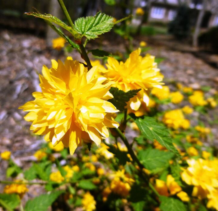 photo update, curb appeal, flowers, gardening, Kerria Japonica Pleniflora First time I have grown this and I am really enjoying it