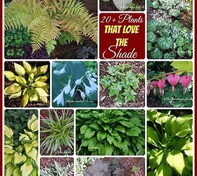20+ Plants That Thrive in the Shade.