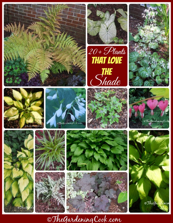 20 plantas que prosperan en la sombra