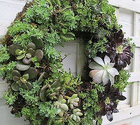 diy project make your own succulent wreath, crafts, flowers, gardening, succulents, wreaths, Completed Succulent Wreath