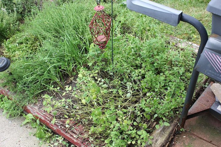 i should name this post don t let this happen to your herbs, flowers, gardening, I got it all cut down Unfortunately there are a lot of stems that don t have any started leaves on them because the plant was so neglected