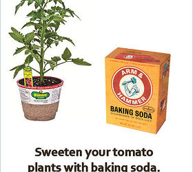 sweeten your tomatoes with baking soda, gardening