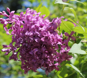 spring is blooming, flowers, gardening, perennials, Lilac