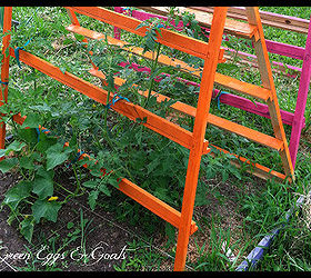 fun funky free garden trellis tomato cage, gardening, homesteading, repurposing upcycling, As the tomatoes grew I simply tied them to the trellis as needed or guided them around the rungs of the pallet For the cucumbers I just wove the tendrils around the pallets as they grew