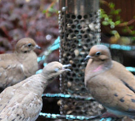 part 4 back story of tllg s rain or shine feeders, outdoor living, pets animals, Mourning Doves also acclimated quickly to the feeder s storm locale INFO ON THIS RESILIENT BIRD IS