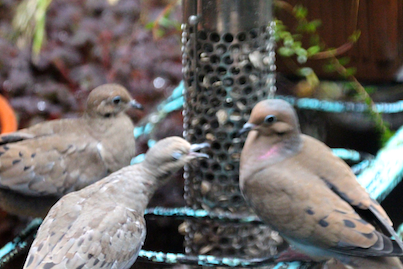 part 4 back story of tllg s rain or shine feeders, outdoor living, pets animals, Mourning Doves also acclimated quickly to the feeder s storm locale INFO ON THIS RESILIENT BIRD IS