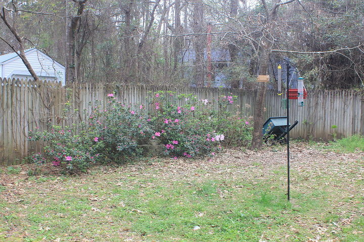 n fl novice gardener advice on rehabilitating azaleas hydrangeas