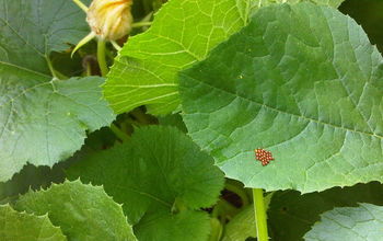 Beneficial insects can be very effective when it comes to pest control in the garden.