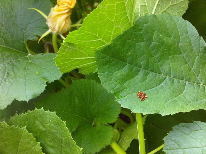 beneficial insects can be very effective when it comes to pest control in the garden, gardening, pest control, Lady Bug eggs