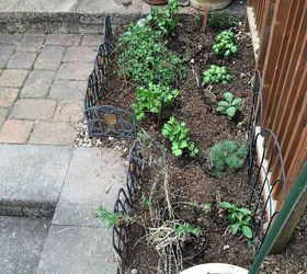 backyard gardens, gardening, Herb garden 2014