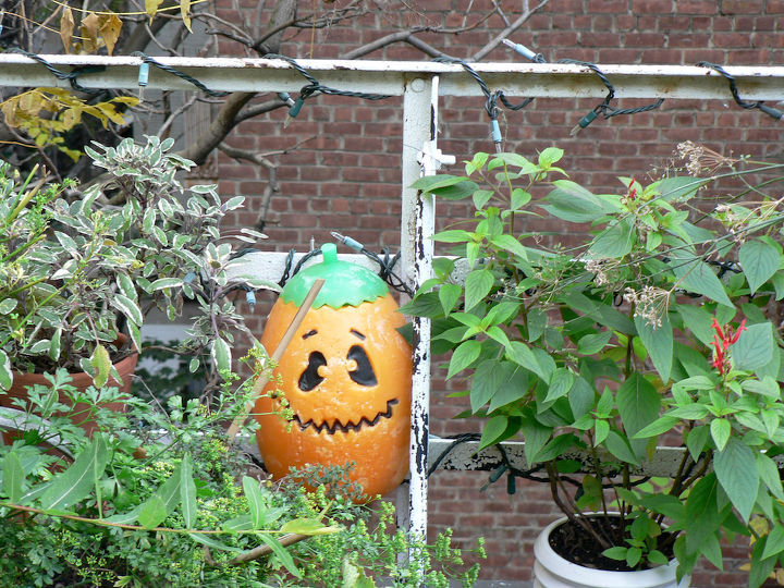 halloween in my urban garden jack o lanterns are birdwatchers, container gardening, flowers, gardening, halloween decorations, outdoor living, pets animals, seasonal holiday decor, succulents, urban living, HALLOWEEN 2006 This image was also the basis for a design re one of my Halloween cards HALLOWEEN 2006 This image was also the basis for a design re one of my Halloween cards