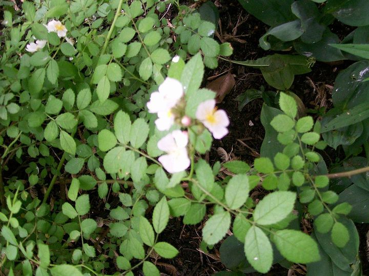 plant identification, flowers, gardening, flower is small white and grows far out on the branches not near the main body