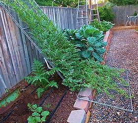 vertical watermelon, gardening